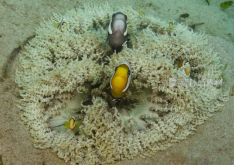 马鞍鱼小丑鱼(Amphiprion polymus) -原图